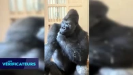 VÉRIF' - Un gorille a-t-il vraiment été filmé "songeur" après "une dispute avec sa partenaire" ?