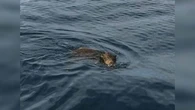 "Ils retournent tout ce qu'ils trouvent" : ces Îles du Var menacées par une invasion de sangliers arrivés à la nage