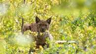 VIDÉO - Sur les traces du lynx : le très secret félin du Jura