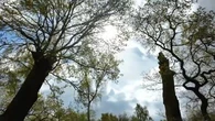 VOYAGE - Angleterre : balade en forêt de Sherwood, sur les traces de Robin des Bois