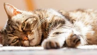 Votre chat peut aussi souffrir de démence : quels signes sont à surveiller ?
