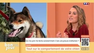 Le débat : Tout sur le comportement de votre chien