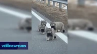 VÉRIF' - Des chats sauvages rares et "insaisissables" ont-ils vraiment été filmés sur une route ?