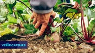 VERIF' - L'acétamipride est-il autorisé partout en Europe car "pas jugé dangereux par les scientifiques européens" ?
