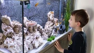 Nettoyage automatique, distribution de nourriture, température contrôlée... les nouveaux aquariums ultra-connectés pour des poissons rouges en bonne santé
