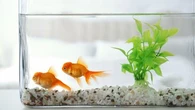 Ce qu’il faut savoir avant de déménager un aquarium sans stresser ses poissons