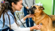 5 conseils pour réduire le stress de votre chien lors d’une visite chez le vétérinaire