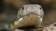 Nos conseils pour élever un serpent en captivité dans les meilleures conditions
