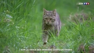 Sur la trace des derniers chats sauvages