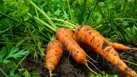 Vous allez réussir à faire pousser des carottes grâce à ces quelques astuces !