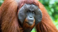 Un orang-outan observé pour la première fois en train de se soigner avec une plante médicinale