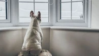"Généraliser cette bonne pratique" : cette carte gratuite à glisser dans votre porte-feuille pourrait sauver votre animal de compagnie en cas d'accident