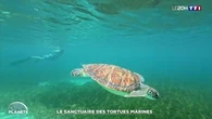 Le sanctuaire des tortues marines