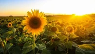 Semez ces plantes maintenant, elles ont une croissance rapide et vous donneront un jardin fleuri dès le mois de juillet