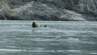 Liste rouge des espèces menacées : l'Arctique surchauffe, inquiétude pour l'avenir des phoques