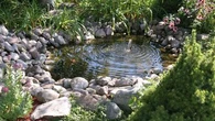 Plantes aquatiques : le guide malin pour un bassin au top