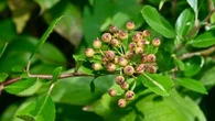 Ces plantes sécurisent votre jardin et vous aident à vous protéger contre les cambriolages