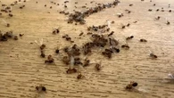"Une fourmi est tombée sur mon patient" : cette kiné de Normandie est envahie d'insectes