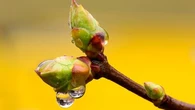Bien-être : connaissez-vous la gemmothérapie, cette "médecine des bourgeons" ?