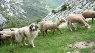 "Ne soyez pas intrusifs" : les conseils d'une vétérinaire pour adopter la bonne attitude face à un chien patou en randonnée