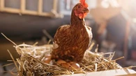 Ces raisons qui peuvent expliquer pourquoi votre poule pond moins d'œufs