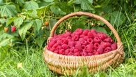 Les trois grandes étapes à respecter absolument pour doubler ses récoltes de framboise