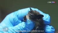 Chauves-souris : elles s'invitent en ville