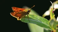 Les animaux réagissent aux sons émis par les plantes, selon une nouvelle étude