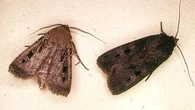 Le super-pouvoir de ce papillon australien ? Se repérer grâce aux étoiles sur des centaines de kilomètres