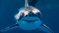 "Il avait déjà perdu énormément de sang" : un surfeur tué par un "grand requin" en Australie