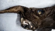 Requin fantôme : une nouvelle espèce a-t-elle été découverte au Costa Rica ?