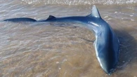 Un requin bleu s'échoue sur une plage en Vendée, les pompiers parviennent à le sauver