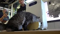 Distributeur de pâtée connecté, litière pilotée par IA : quand la domotique s'applique aux chiens et chats
