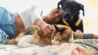 Utiliser un traitement antiparasitaire pour chien sur votre chat peut avoir des effets indésirables graves, voire mortels