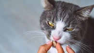 Votre chat ou votre chien est-il bien protégé contre les parasites ? Notre guide pour tout savoir sur les antiparasitaires et vermifuges