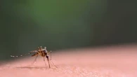 Ces trois gestes indispensables à mettre en place pour s'épargner les piqures de moustiques