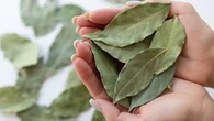 Connaissez-vous les pouvoirs extraordinaires du laurier contre les nuisibles de votre cuisine ?