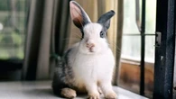 Vous souhaitez adopter un lapin de compagnie ? Nos conseils pour choisir la bonne race