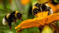 La population des insectes s'effondre et ce n'est pas du tout une bonne nouvelle pour l'environnement