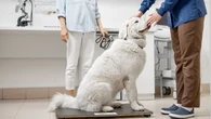 Mon chien est en surpoids ou obèse : les astuces d'une vétérinaire pour adapter son alimentation, l'aider à perdre du poids et préserver sa santé