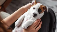Les conseils des experts pour garder votre chien en bonne santé le plus longtemps possible