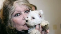 Autorisation d'abattre les chiens errants en Aveyron : en colère, Brigitte Bardot écrit à Gérald Darmanin