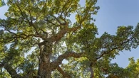 Son épaisse écorce le protège : pensez à planter cet arbre méditerranéen qui résiste aux extrêmes climatiques et se révèle moins inflammable