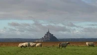 "La bergerie ne dérange personne" : le combat d'un éleveur du Mont Saint-Michel pour garder son exploitation