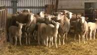 Loire-Atlantique : un troupeau de moutons porté disparu, la mairie appelle à la vigilance