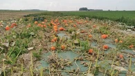 "Quand on se fait voler 200 kilos de courges avant Halloween, il faut penser quoi ?"... la colère et l'exaspération de cet agriculteur