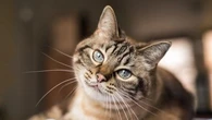 Les moustaches du chat sont bien plus qu'un atout esthétique : pourquoi il ne faut pas les couper ?
