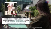 Loups, singes, félins... le fléau du trafic d'animaux sauvages