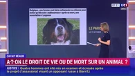 Belgique : une femme veut faire euthanasier sa chienne pour éviter qu’elle soit malheureuse