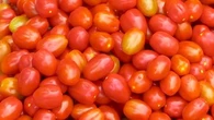 Salmonellose : des tomates cerises d'Italie à l'origine d'une épidémie en France et en Europe ?
